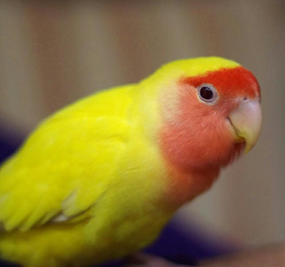 Неразлучник Фишера желтый